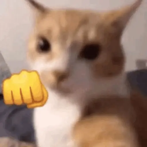 Gatos Reacciones Random