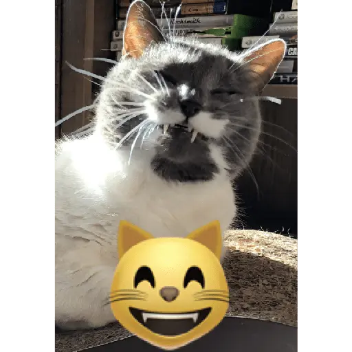 Gatos Reacciones Random
