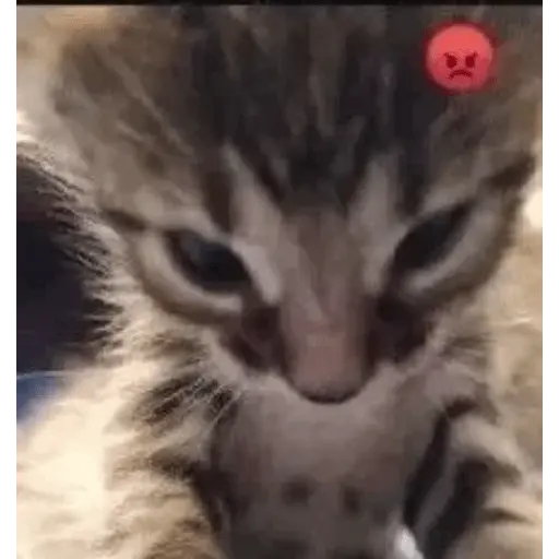 Gatos Reacciones Random