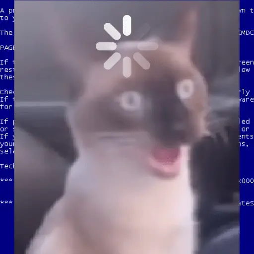 Gatos Reacciones Random