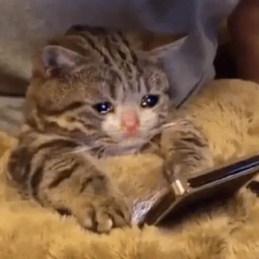 Gatos Reacciones Random
