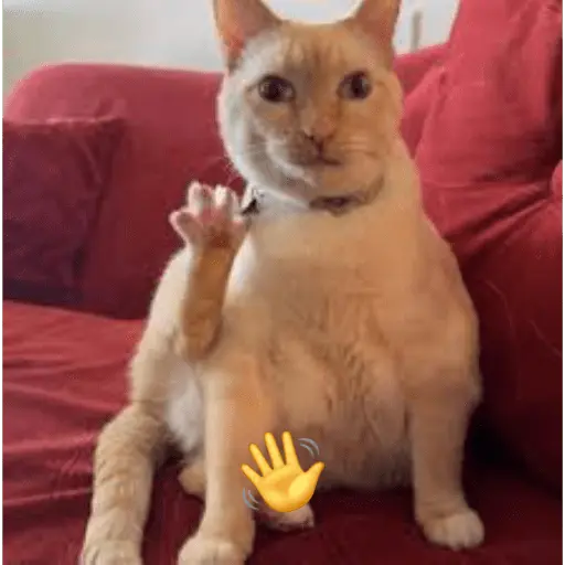 Gatos Reacciones Random