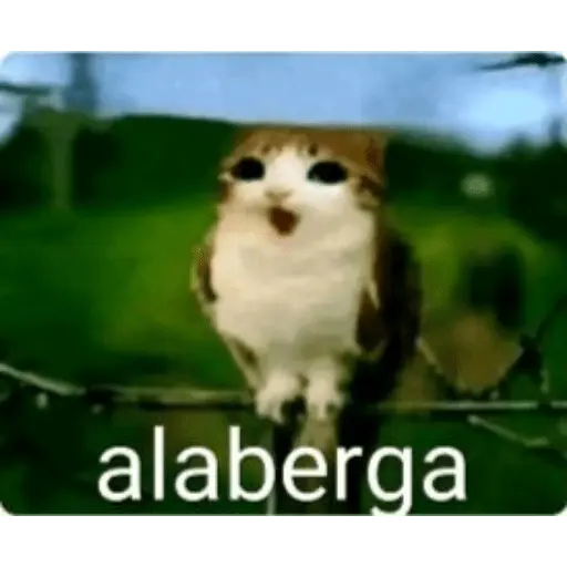 Gatos Reacciones Random