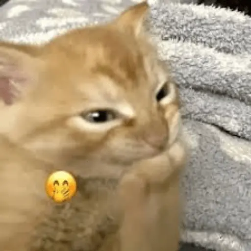 Gatos Reacciones Random