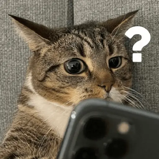 Gatos Reacciones Random