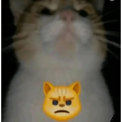 Gatos Reacciones Random