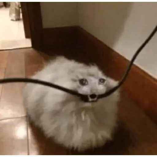Gatos Reacciones Random