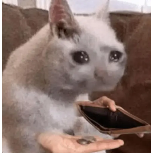 Gatos Reacciones Random