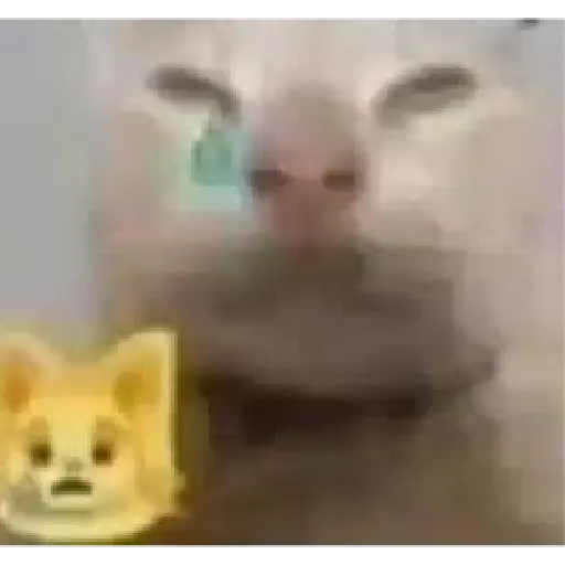 Gatos Reacciones Random