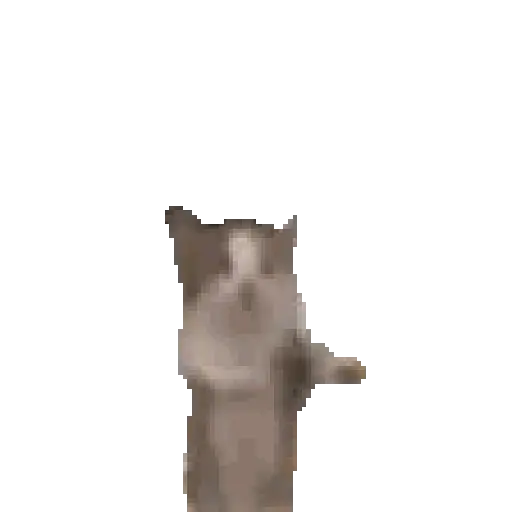 tiktok reaction cat 😸