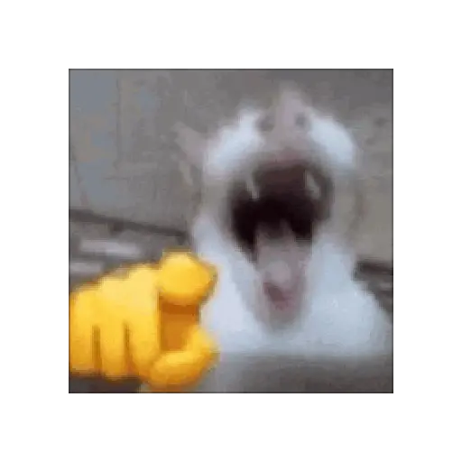 tiktok reaction cat 😸