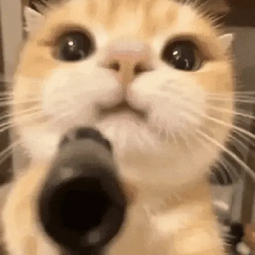 tiktok reaction cat 😸