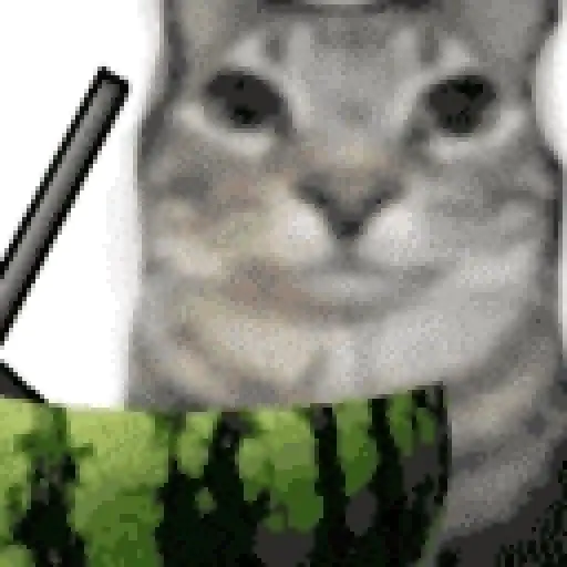tiktok reaction cat 😸