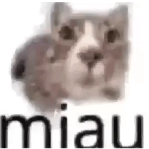 tiktok reaction cat 😸