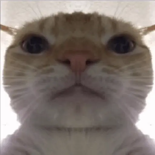 tiktok reaction cat 😸
