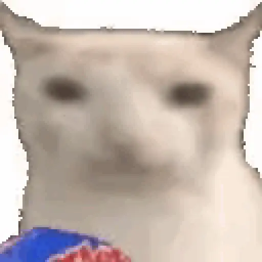 tiktok reaction cat 😸