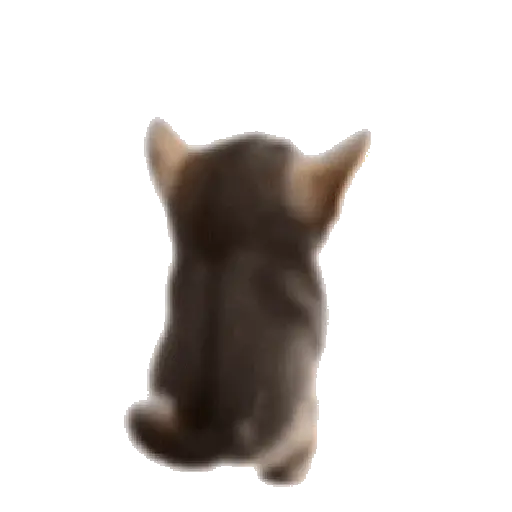 tiktok reaction cat 😸
