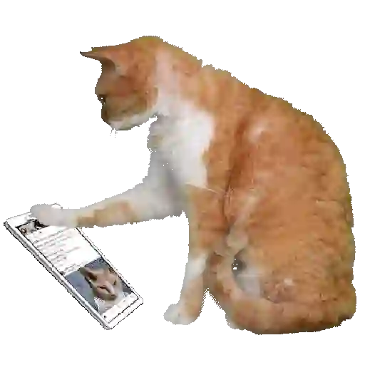 tiktok reaction cat 😸