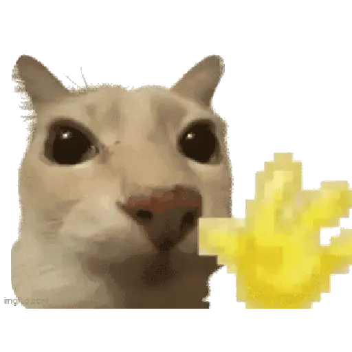 tiktok reaction cat 😸
