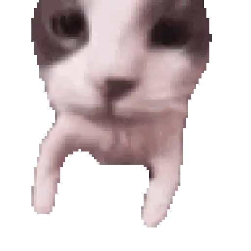 tiktok reaction cat 😸