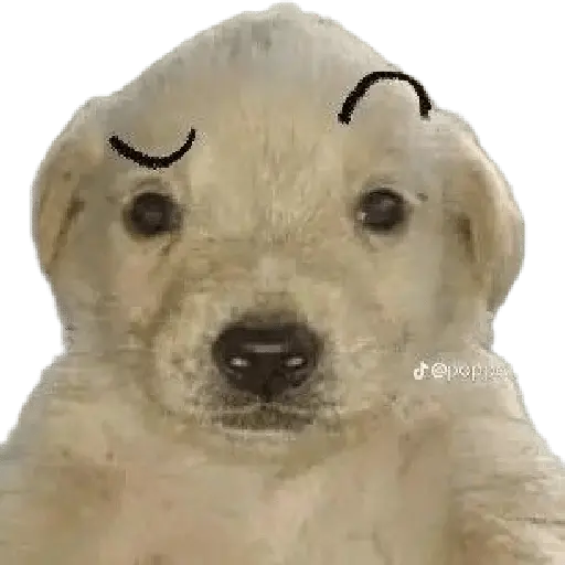 Meme reacción