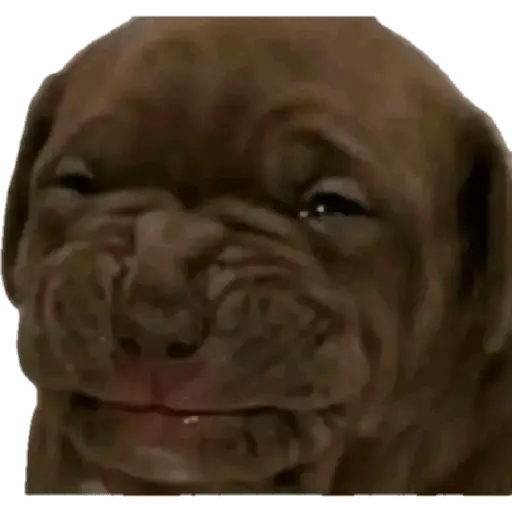 Meme reacción