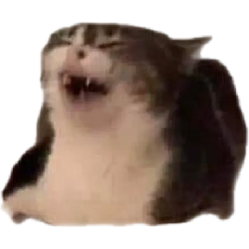 Meme reacción