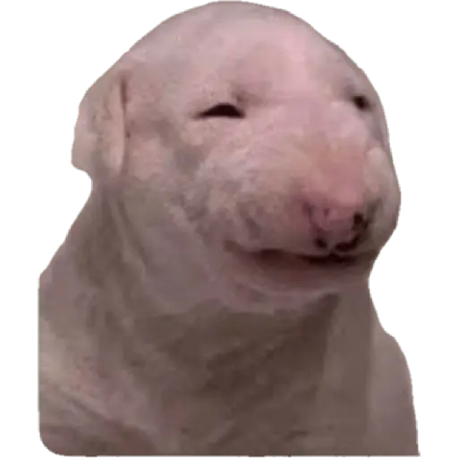 Meme reacción