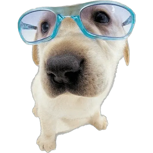 Perritos divertidos 😂