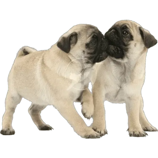 Perritos divertidos 😂