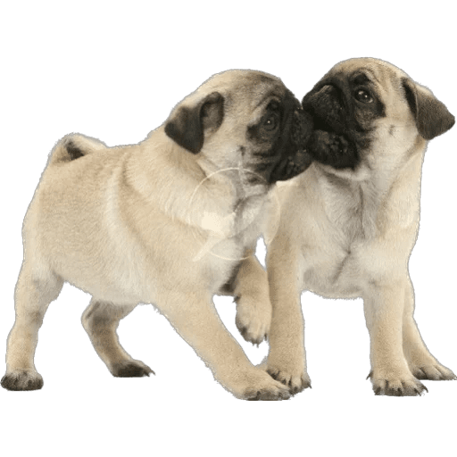 Perritos divertidos 😂 preview