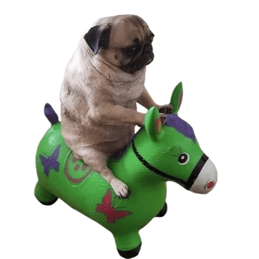 Perritos divertidos 😂 preview