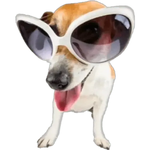 Perritos divertidos 😂