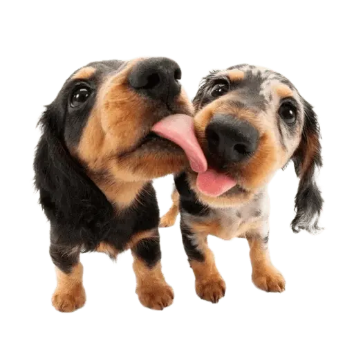 Perritos divertidos 😂