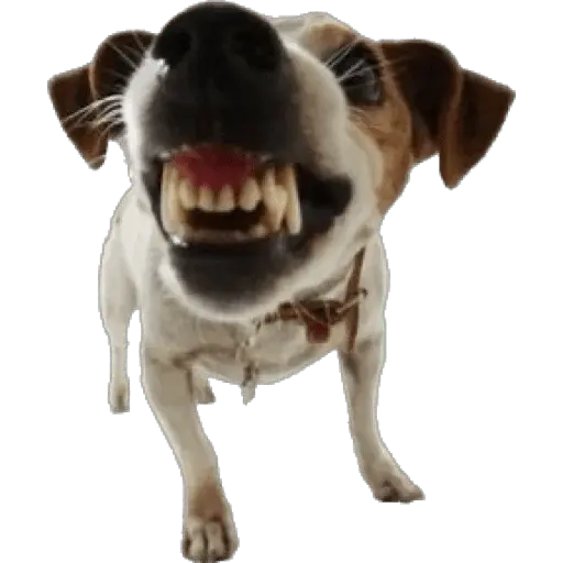 Perritos divertidos 😂