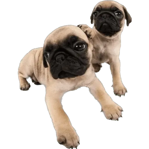 Perritos divertidos 😂
