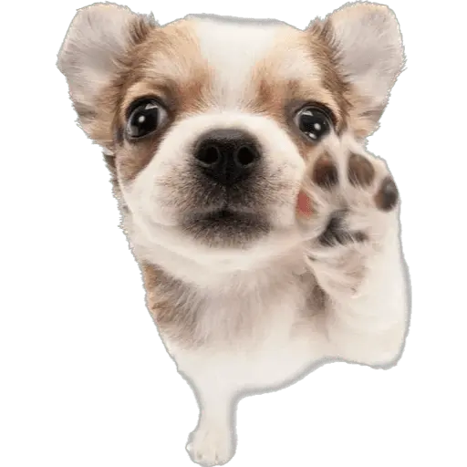 Perritos divertidos 😂