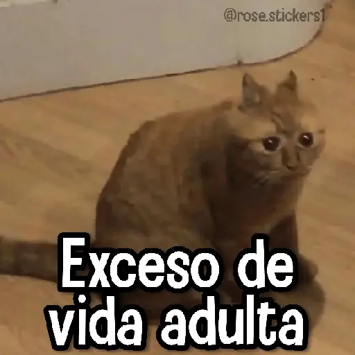 Gatitos pa tu Wsp 3😼🫰🏻