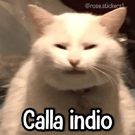 Gatitos pa tu Wsp 3😼🫰🏻
