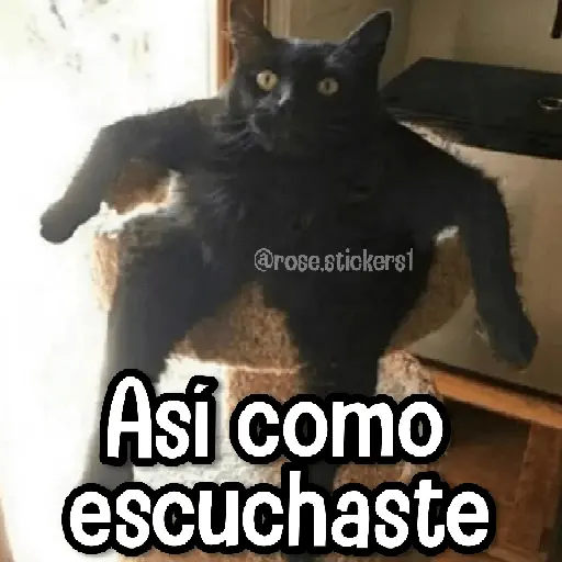 Gatitos pa tu Wsp 3😼🫰🏻