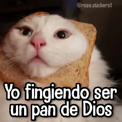 Gatitos pa tu Wsp 3😼🫰🏻