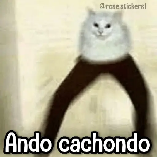 Gatitos pa tu Wsp 3😼🫰🏻