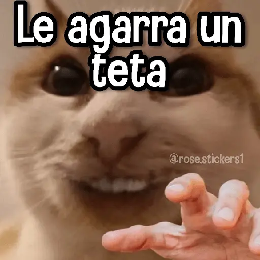 Gatitos pa tu Wsp 3😼🫰🏻
