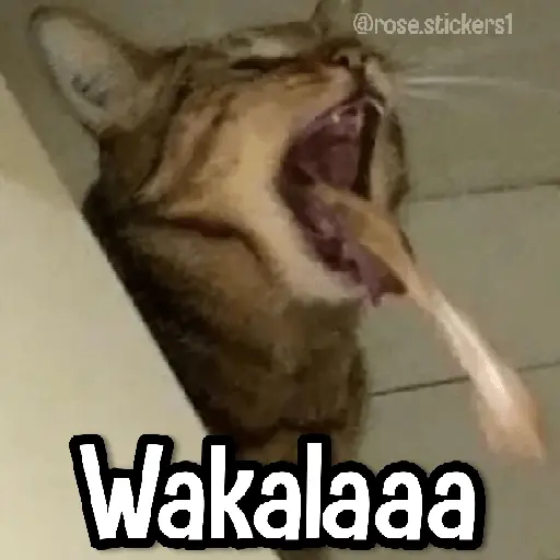 Gatitos pa tu Wsp 3😼🫰🏻