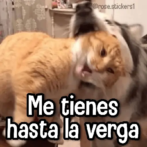 Gatitos pa tu Wsp 3😼🫰🏻