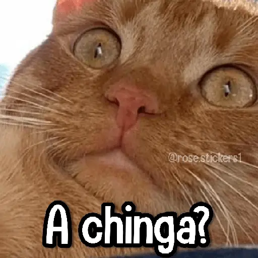 Gatitos pa tu Wsp 3😼🫰🏻