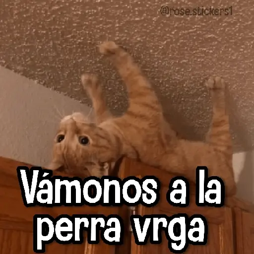Gatitos pa tu Wsp 3😼🫰🏻