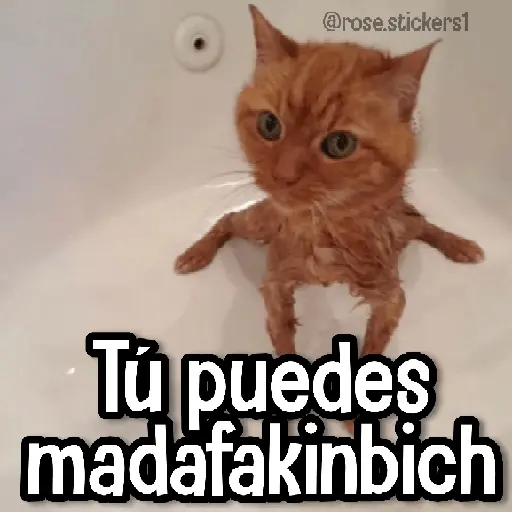 Gatitos pa tu Wsp 3😼🫰🏻