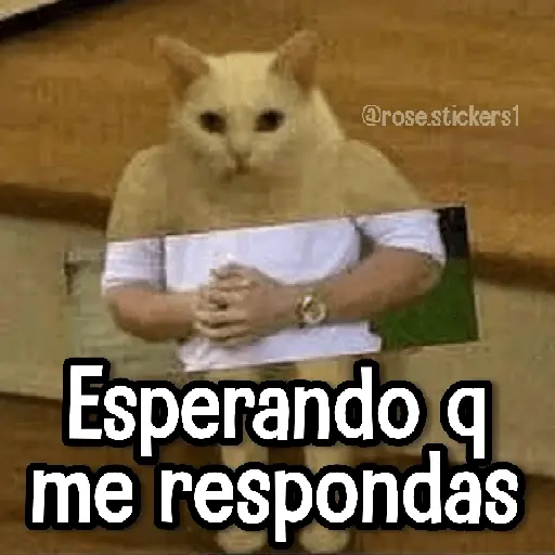 Gatitos pa tu Wsp 3😼🫰🏻
