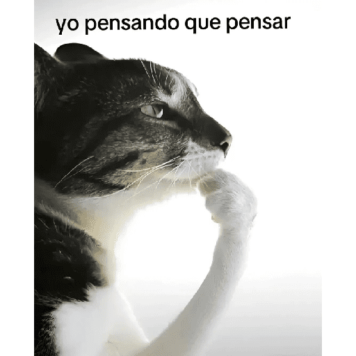 ave mayo por siempre  preview
